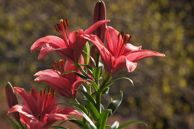 Close-up of red lily flowers