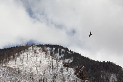 Low angle view of birds flying against sky