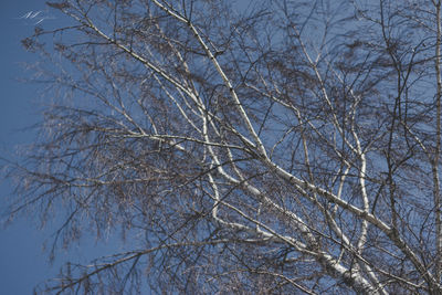 Low angle view of bare tree against clear sky