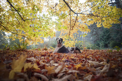 Dog sitting in forest during autumn