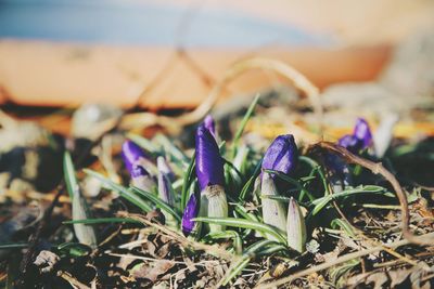 Close-up of purple crocus flowers on field