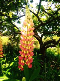 Close-up of yellow flowers