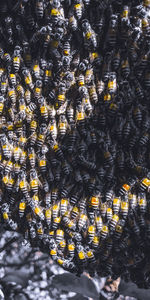 Close-up of bees