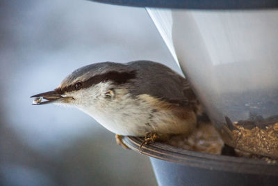 Close-up of bird eating seeds from feeder
