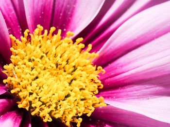 Full frame shot of pink flower