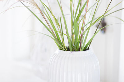 Close-up of plant in vase