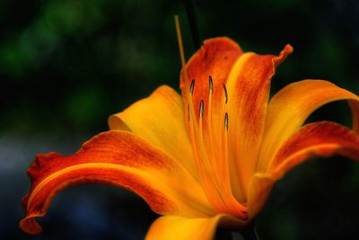 Close-up of flower blooming outdoors