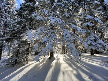 Snow covered land and trees in forest