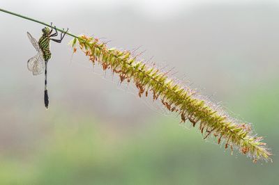 Close-up of insect on plant