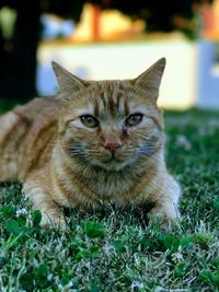 Portrait of cat on grass