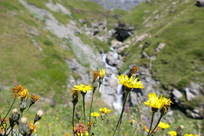 Close-up of yellow flowering plants on land