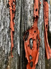 Close-up of damaged tree trunk
