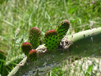 Close-up of pine cones