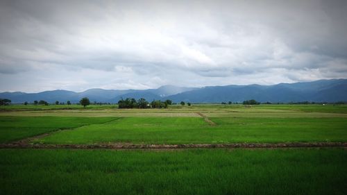 Scenic view of field against sky