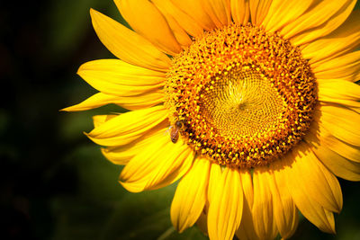 Close-up of sunflower