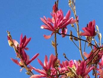 Low angle view of pink flowers blooming against clear blue sky