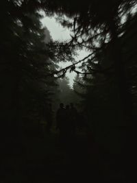 Low angle view of silhouette trees in forest against sky