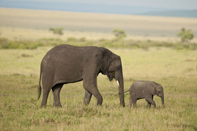 Elephant in a field