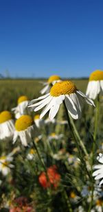 Close-up of yellow flower against clear sky