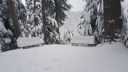 Snow covered trees in winter