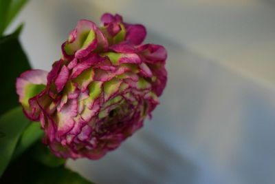 Close-up of pink rose flower