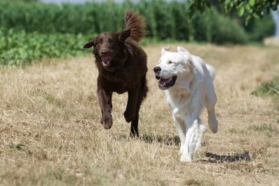 Flat-coated retrievers running on field