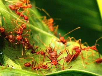 Close-up of insect on plant