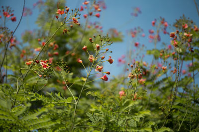 Close-up of flowering plants on field