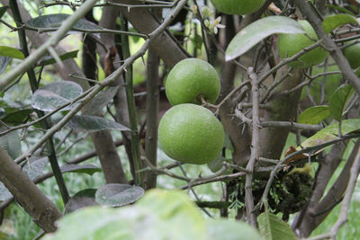 Close-up of fruits on tree