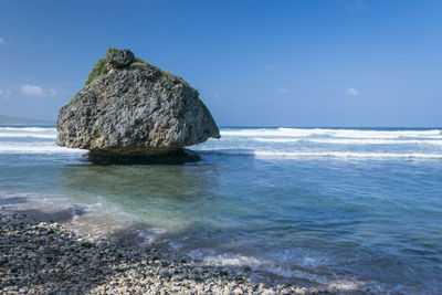 Coral reef boulder on the beach at bathsheba, barbados