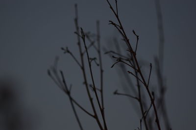 Close-up of stalks against sky at sunset