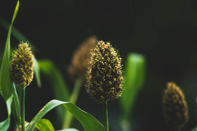 Close-up of flowering plant against blurred background