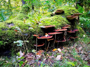 Abandoned mushrooms on field in forest