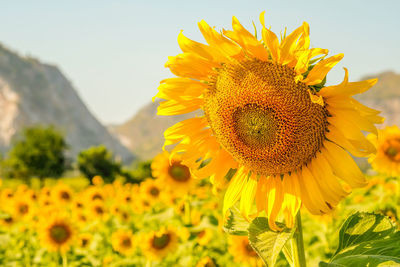 Close-up of sunflower on field