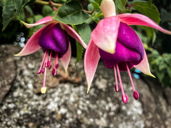 Close-up of pink flowering plant