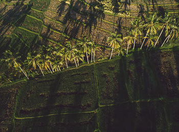 Trees growing in field