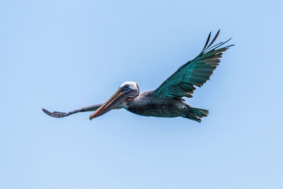 Brown pelican gliding in clear blue sky