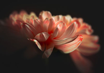 Close-up of flower against black background