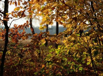 Close-up of maple leaves on tree