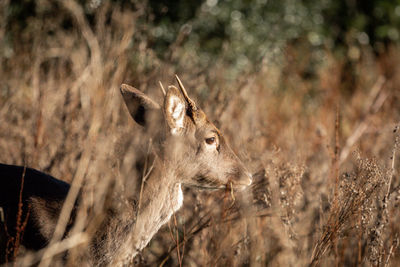 Close-up of deer on field