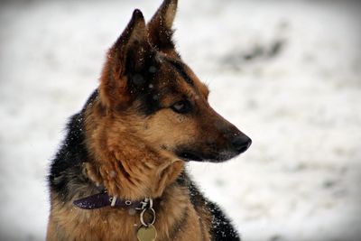 Close-up of dog looking away on snow