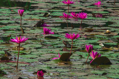 Flowers blooming outdoors