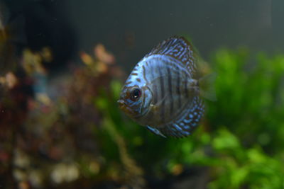 Close-up of fish swimming in sea