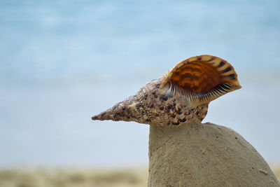 Close-up of seashell on beach