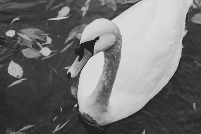 Close-up of swan swimming in lake