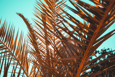 Low angle view of palm trees against sky