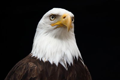 Close-up of eagle against black background