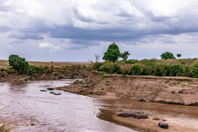 Scenic view of river amidst trees against sky