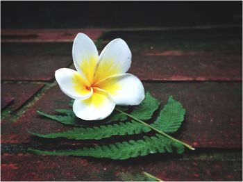 Close-up of frangipani blooming outdoors