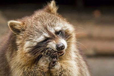 Close-up portrait of raccoon